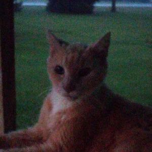 Meet your Posher, Dawn